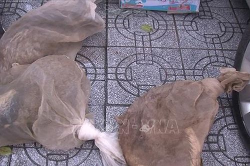 Xe khách vận chuyển cầy hương không rõ nguồn gốc