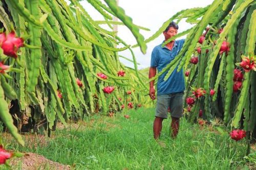 Thanh long Bình Thuận nhận tin vui đặc biệt từ Nhật Bản