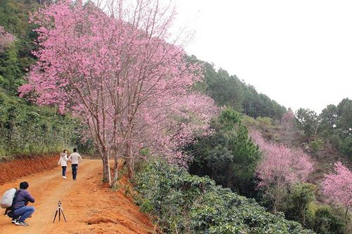 Hơn 60 nghìn lượt khách đến Đà Lạt dịp Tết Dương lịch