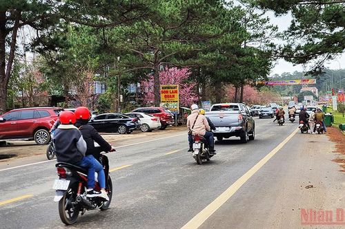 Rực rỡ mùa hoa anh đào ở Kon Plông