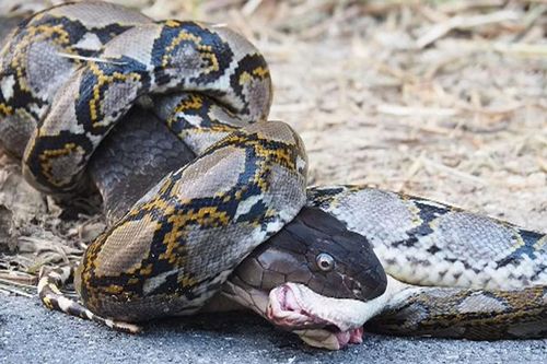 Hãi hùng cảnh tượng 'trăn gấm quyết tử với rắn hổ mang chúa'