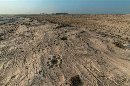Tranh khắc kỳ bí trong sa mạc Qatar