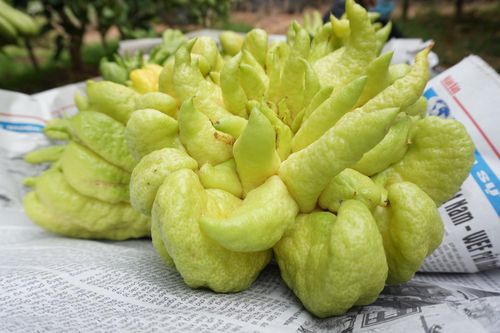 Đại gia mạnh tay mua cả vườn loài quả 'nghìn tay' giá đắt để trưng Tết