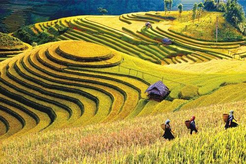 Ruộng bậc thang Mù Cang Chải đón nhận Bằng xếp hạng di tích quốc gia đặc biệt