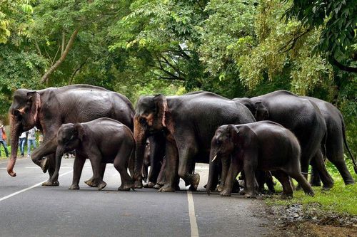13 con voi húc đổ tường khu bảo tồn ở Bangladesh