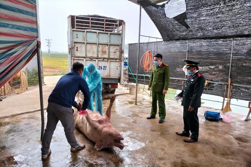 Phát hiện xe tải chở hơn 1 tấn lợn mắc dịch tả Châu Phi trên đường đi tiêu thụ