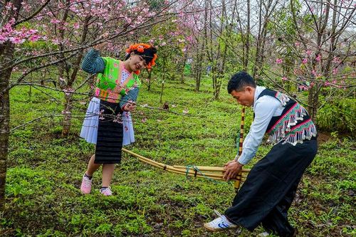 Anh Đào khoe sắc giữa lòng hồ Pá Khoang