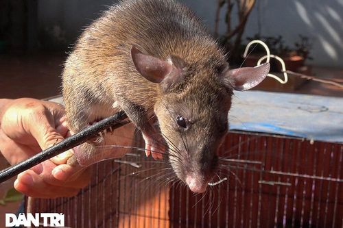 Vượt núi đá săn đàn chuột khổng lồ... chuyện lạ ngay Hà Nội