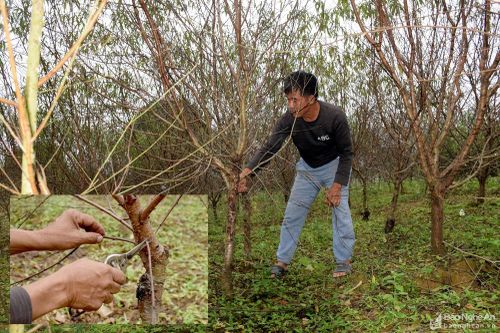 Nông dân Yên Thành tuốt lá, cắt tỉa đào chờ bán Tết