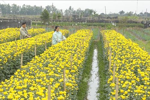 Làng hoa Mê Linh chuẩn bị phục vụ Tết