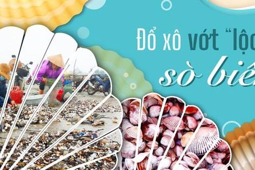 Đổ xô vớt 'lộc' sò biển