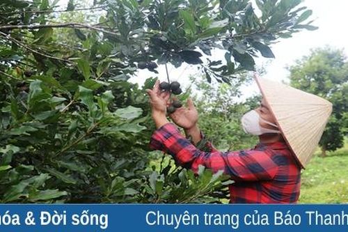 Để nhãn hiệu 'Học mắc ca' vươn xa…
