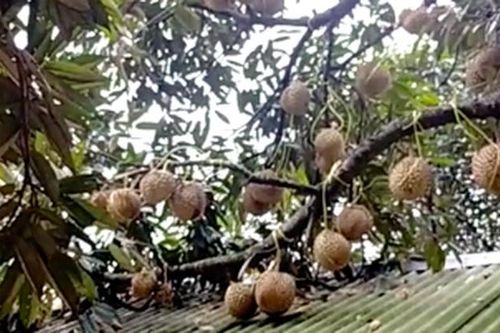 Kinh ngạc cây sầu riêng đại thụ ra quả như 'con đàn cháu đống'