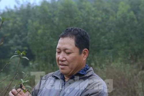 Làng đào phai xuống lá 'thay áo' đón Tết