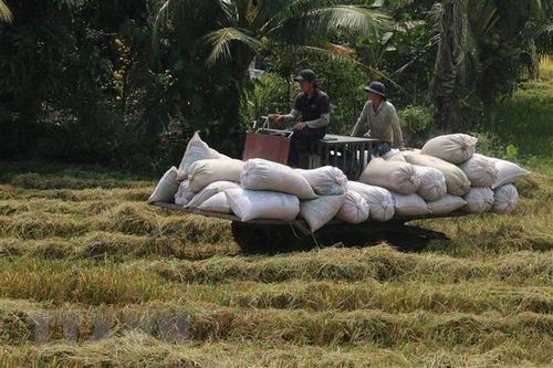Sản lượng lúa cả nước trong năm 2021 tăng 1,1 triệu tấn