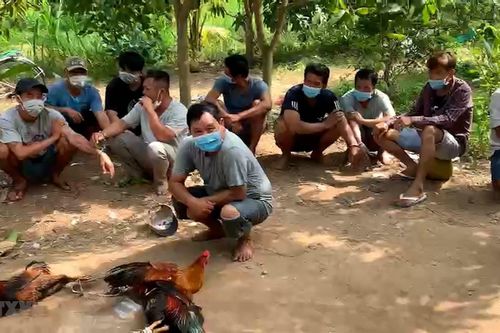 An Giang: Triệt xóa tụ điểm đá gà ăn tiền, bắt giữ 16 đối tượng