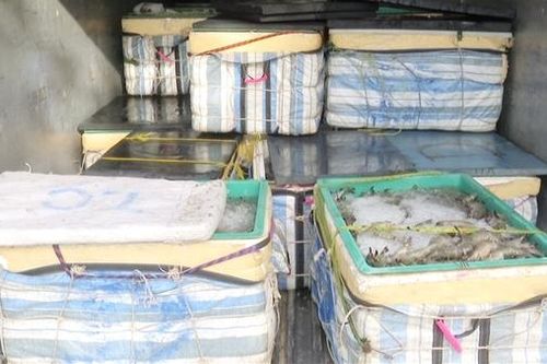 Vận chuyển hơn 1 tấn tôm bơm tạp chất đi tiêu thụ