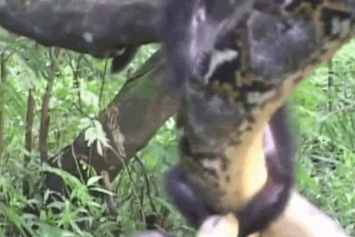 Trăn gấm ra đòn chớp nhoáng, giết chết khỉ con trong tích tắc