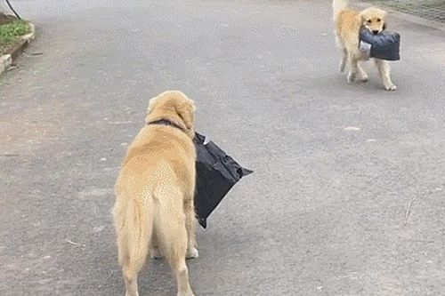 Sai chó Golden đi lấy đồ mà mãi không thấy về, chủ đi tìm thấy cảnh tượng dở khóc dở cười