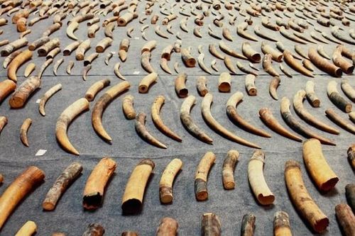 Hồng Kông: Chính thức cấm hoàn toàn với buôn bán ngà voi