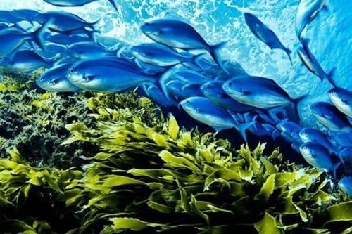 Israel: Rong biển cũng có thể tạo ra điện
