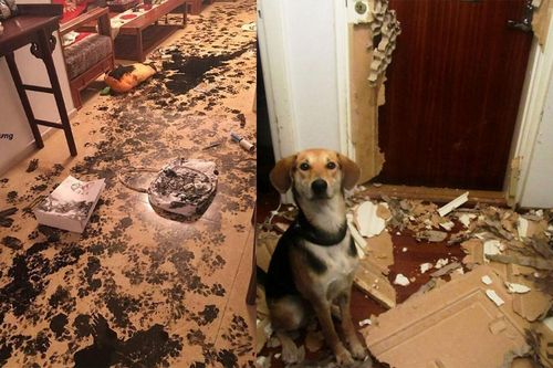 Xỉu ngang với hiện trường do hội 4 chân để lại, ai bảo 'nuôi chó mèo cũng nhàn'?