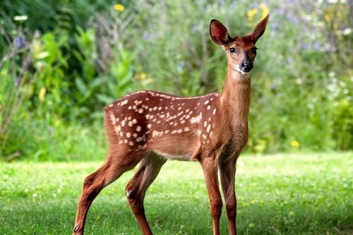 Người lính Paraguay thiệt mạng do bị hươu tấn công