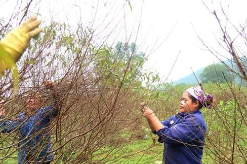 Cao điểm chăm sóc hoa, cây kiểng phục vụ tết