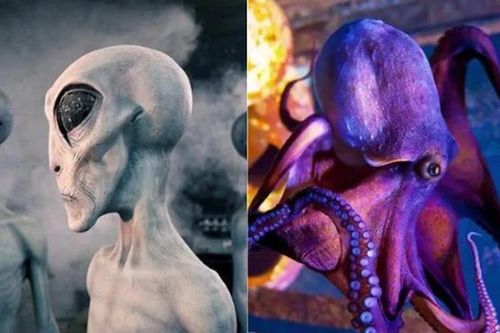 Các nhà khoa học quả quyết: 'Bạch tuộc là sinh vật ngoài hành tinh'?
