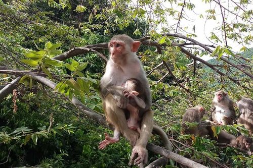 Hai cá thể khỉ vàng Vườn Quốc gia Vũ Quang tiếp nhận: Loài cực hiếm?