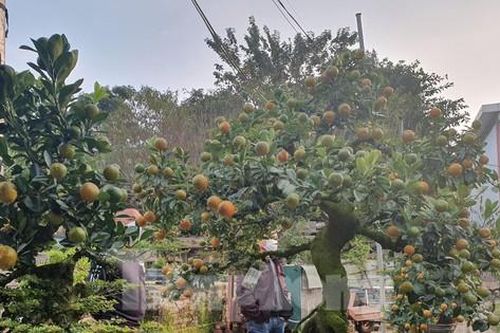 Ngắm quất cảnh độc lạ, thân bằng bắp đùi, giá hơn trăm triệu mỗi cây