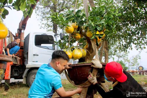 Cây cảnh Tết ùn ùn đổ về thành Vinh