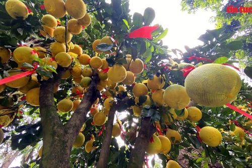 TP Hồ Chí Minh: Bưởi Diễn trĩu quả, vàng rực cả tuyến đường TP Thủ Đức