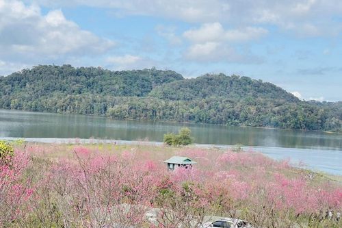 Điện Biên: Hoa anh đào nở rộ giữa lòng hồ Pá Khoang