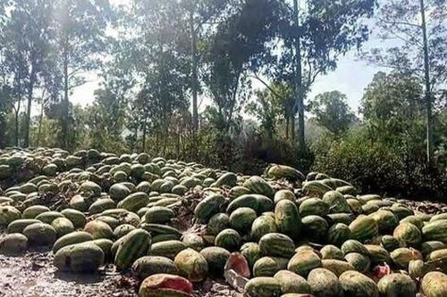 Trái cây bị vứt la liệt ở biên giới vì 'tắc biên'