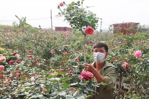 Dân 'vựa hoa' thấp thỏm lo đầu ra