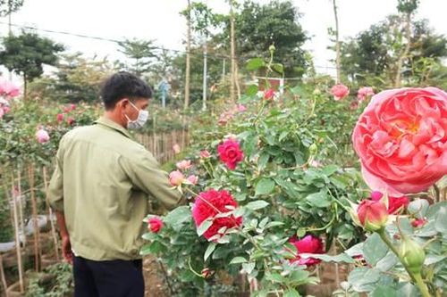 Vựa hoa lớn nhất Hà Nội tất bật vụ hoa Tết