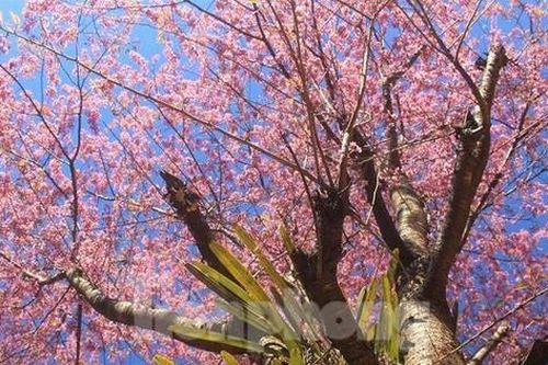 Hoa anh đào bung nở tạo nên một tuyệt phẩm ở miền Tây xứ Nghệ