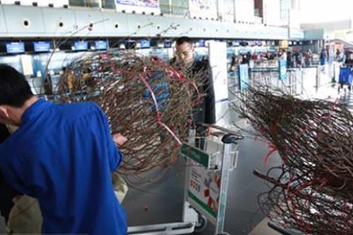 Vắng khách, hàng không kiêm buôn đào, mai Tết