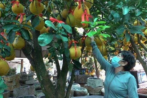 TP.HCM: Bưởi Diễn giá hàng chục triệu đồng vàng rực cả tuyến đường