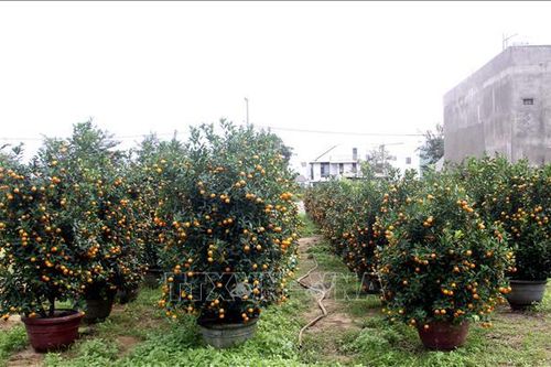 Làng quất Bàu Ốc kỳ vọng thu 16 tỷ đồng từ vụ Tết