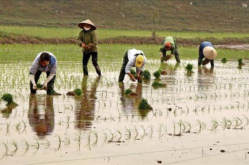 Tăng gần 23.000 ha có nước cho gieo cấy vụ Đông Xuân 2021-2022