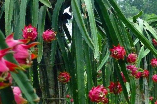 Đi tìm thị trường cho thanh long