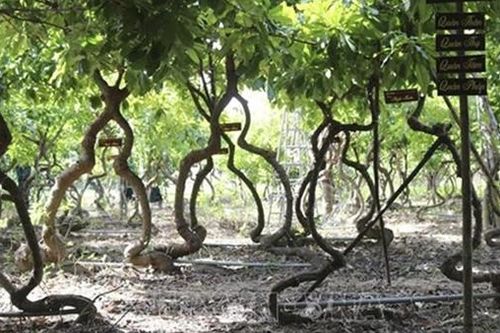 Khám phá vườn cây Vô ưu độc đáo ở Ninh Thuận