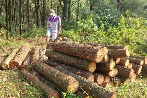 Hàng loạt cây gỗ lớn bị chặt hạ khi cắt tỉa rừng thông ở Hà Tĩnh