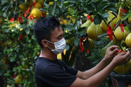 Bưởi Diễn ở TP HCM 'cháy hàng' dịp Tết Nguyên đán