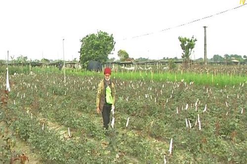 Làng hoa Tây Tựu nhộn nhịp chuẩn bị mùa vụ Tết