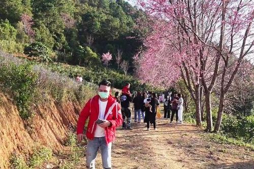 Lâm Đồng: Rực rỡ sắc hoa mai anh đào 'níu' chân du khách