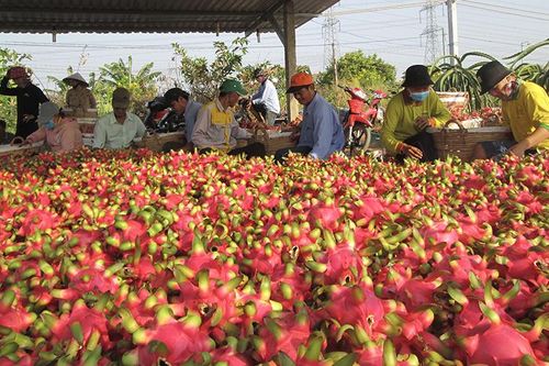 Cấp bách tìm thị trường tiêu thụ cho thanh long