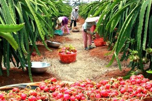 Gấp rút tìm đầu ra cho 300.000 tấn thanh long